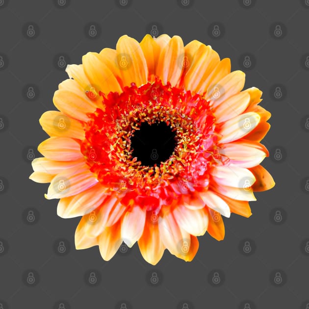 Delicate Gerbera by Zenflow