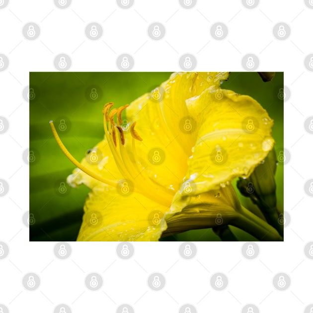 Close-up of Yellow Daylily 14 by Robert Alsop