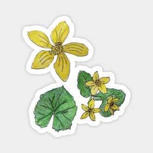 Marsh Marigold Wildflower Anatomy Magnet