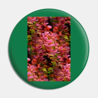 Pink Rocket Barberry Pin