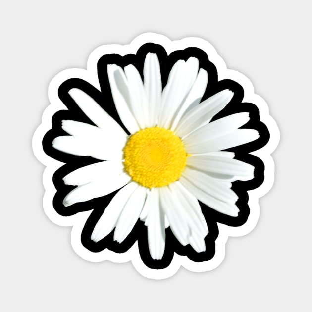 Daisy Magnet by Art by Eric William.s