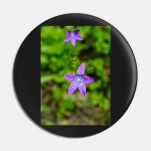 Two campanulas, bellflowers in the meadow Pin