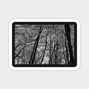 Monochrome forest Magnet