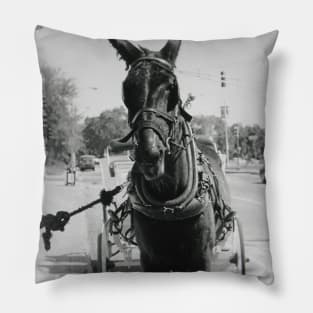 A Mule in New Orleans Pillow