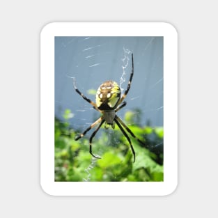 Orb Weaver Spider Magnet