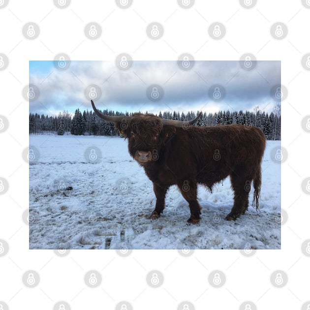 Scottish Highland Cattle Bull 1913 by SaarelaHighland