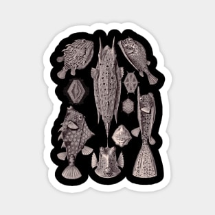 Ernst Haeckel Ostraciontes Fish Aubergine Magnet