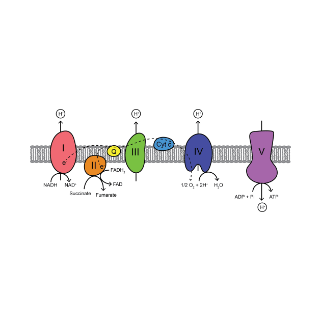 Electron Transport Chain by ktmthrs