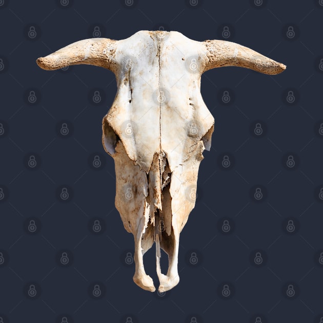 Cattle Skull by dalyndigaital2@gmail.com