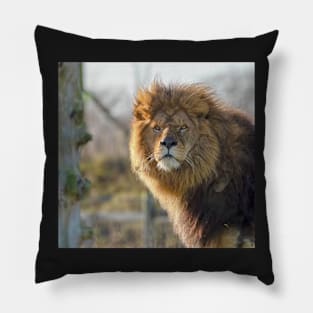 Majestic male lion Pillow