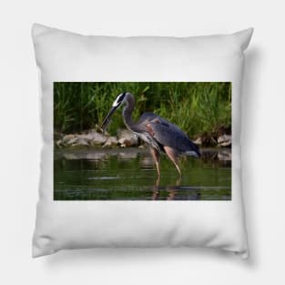 Great Blue Heron catches fish Pillow