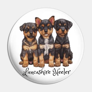 Three Lancashire Heeler puppies all looking cute. Pin