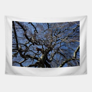 Bare tree with branches in winter, Germany Tapestry