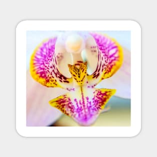 ORCHID Magnet