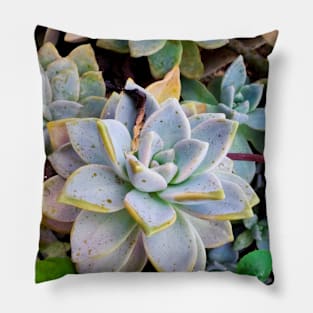 Succulent Pillow