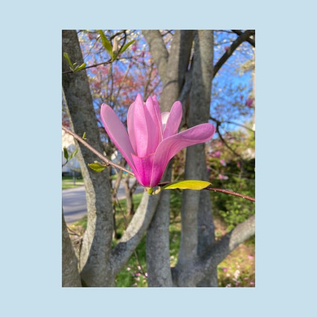 Tulip Tree by Amanda1775