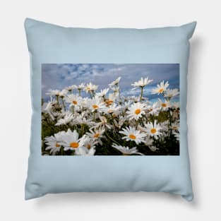 Wild Ox-eye daisies Pillow