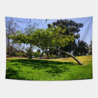 Sideways tree in Southern California Summer Tapestry