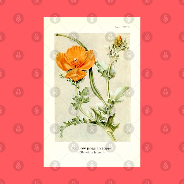 Yellow-horned Poppy Botanical Illustration by chimakingthings