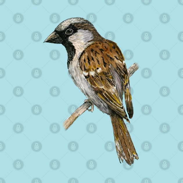 House sparrow colored ink drawing by Bwiselizzy