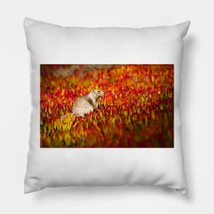 California Ground Squirrel Pillow