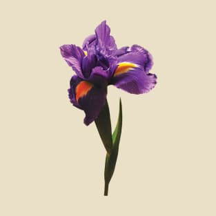 Irises - One Purple Iris T-Shirt