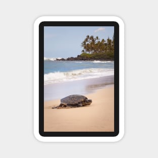 Green Sea Turtle Hawaii Magnet