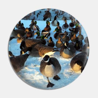 Mallard Duck and Canada Goose Flock In The Snow Pin