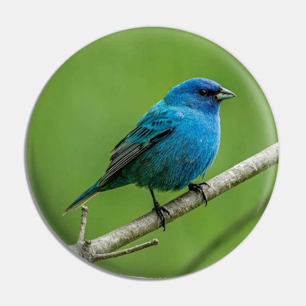 Indigo Bunting Pin by jaydee1400