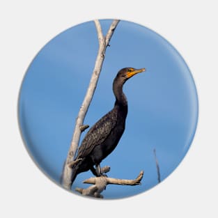 Double-crested Cormorant Perched On a Tree Branch Pin