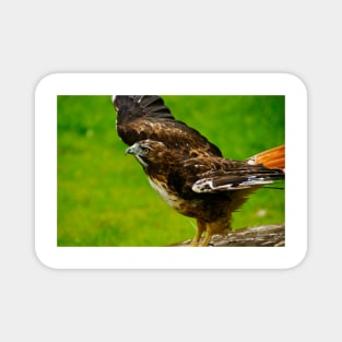 rli redtail hawk Magnet