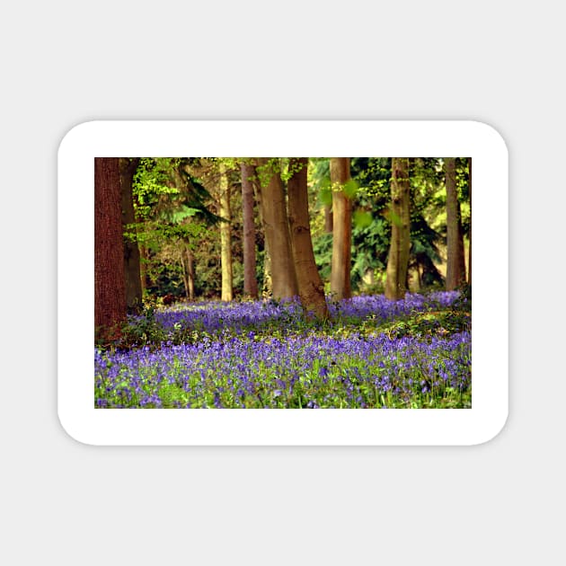 Bluebell Woods Basildon Park Reading Magnet by AndyEvansPhotos