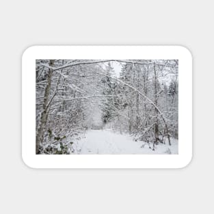 Snow Covered Branches Arching The Path Magnet