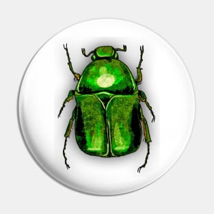 Bugs-15 Rose Chafer Pin