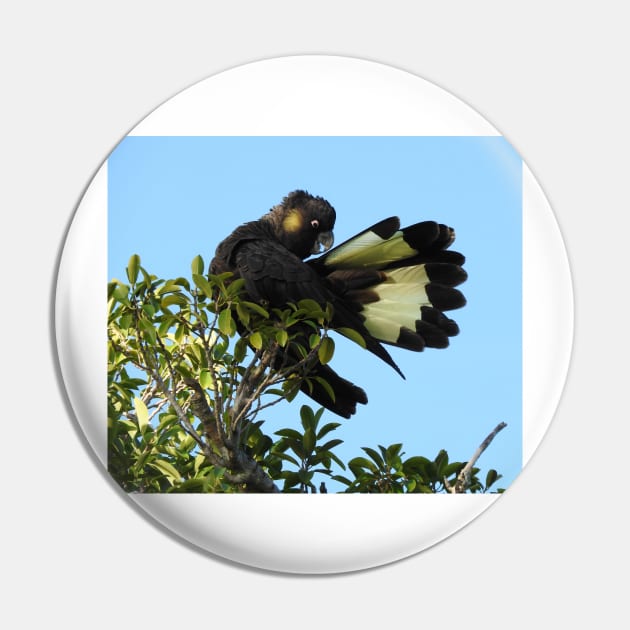Yellow-tailed Black Cockatoo Pin by kirstybush