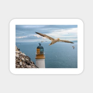 Gannets at Bass Rock Lighthouse Magnet
