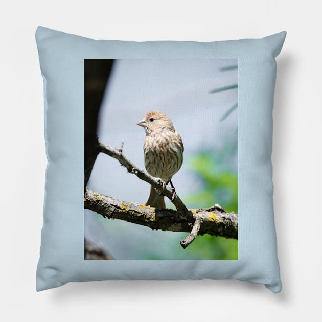 House Finch Profile Pillow by Debra Martz