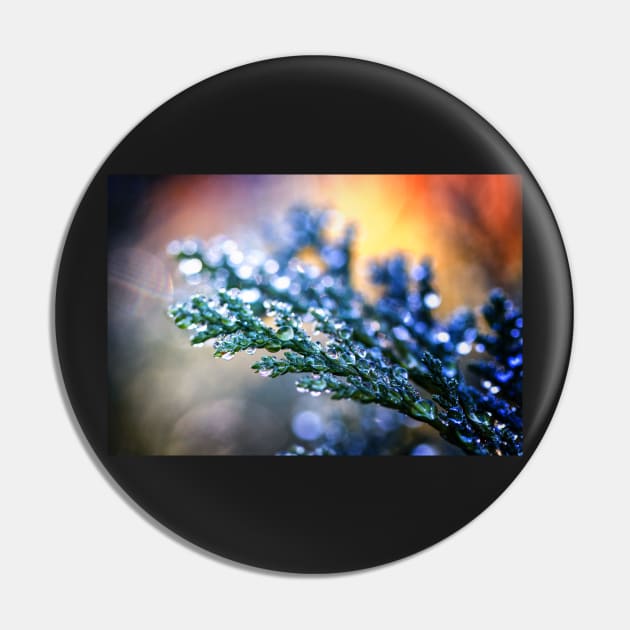 Raindrops on Leylandii Pin by heidiannemorris