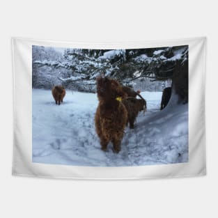 Scottish Highland Cattle Calf 1891 Tapestry