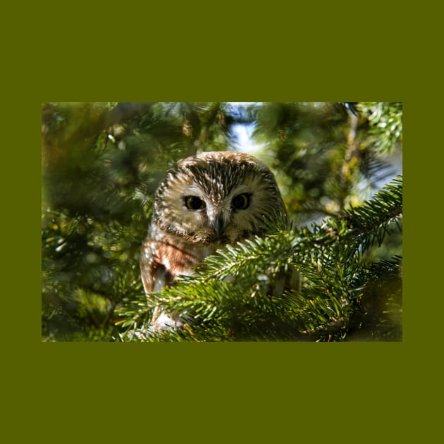 Northern Saw Whet Owl - Amherst Island, Ontario, Canada by jaydee1400
