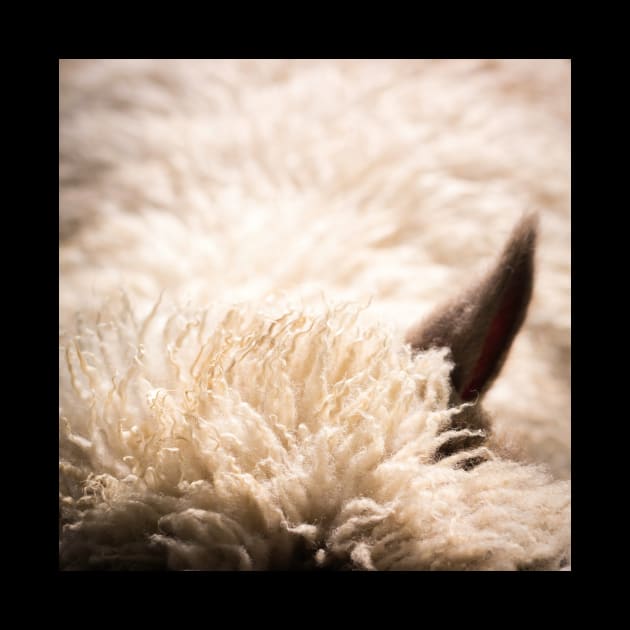 Woolly by Debra Cox 