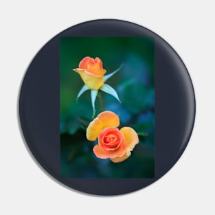 Colorful autumn roses Pin