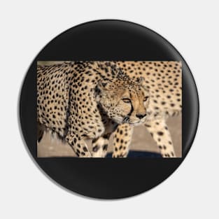 Cheetah. Pin