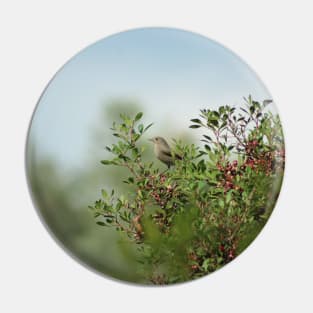 Little Grey Bird Perching on a Bush Pin