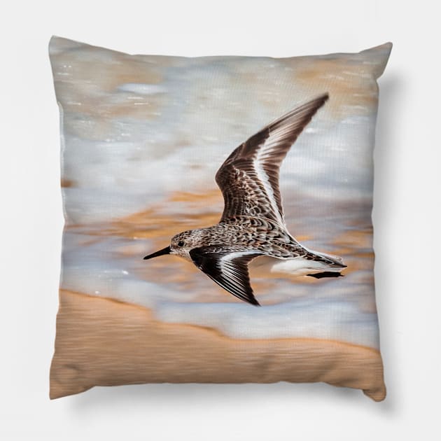 Sandpiper over the seashore flying Pillow by Jevaz