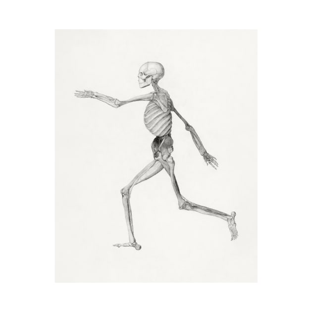 Human Skeleton by PedroRj