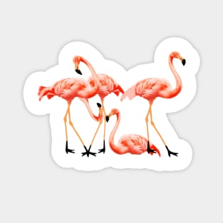Flamingo Flock, Love Flamingos Tropical Birds Magnet