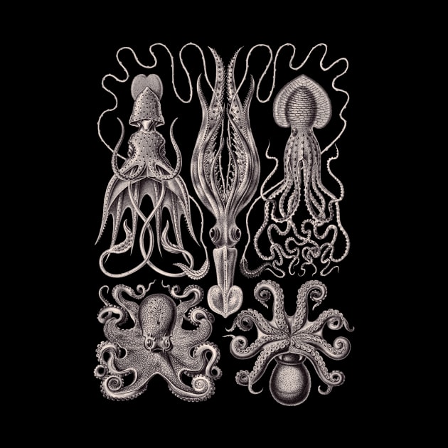 Ernst Haeckel Gamochonia Octopus Lavender Grey by Scientistudio