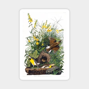 Meadow Lark from Birds of America (1827) Magnet