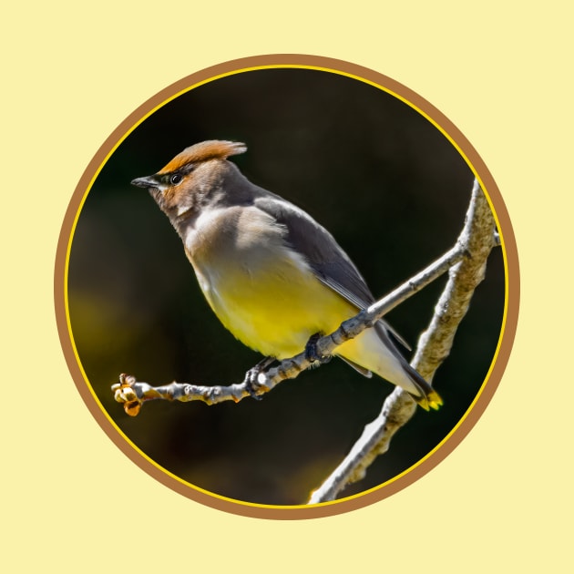 Cedar Waxwing - Original Photograph by Alpen Designs